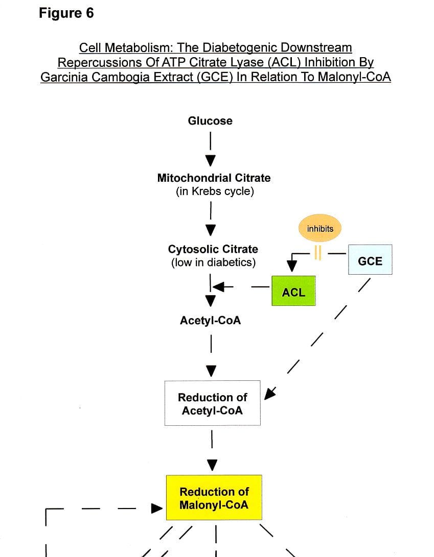 Figure 6a: Garcinia Side Effects - Boosting Diabetes Via Malonyl-CoA Interference