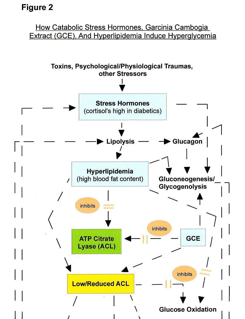 Figure 2a: Negative Effects Of Garcinia Cambogia Extract - Raised Diabetes Risk