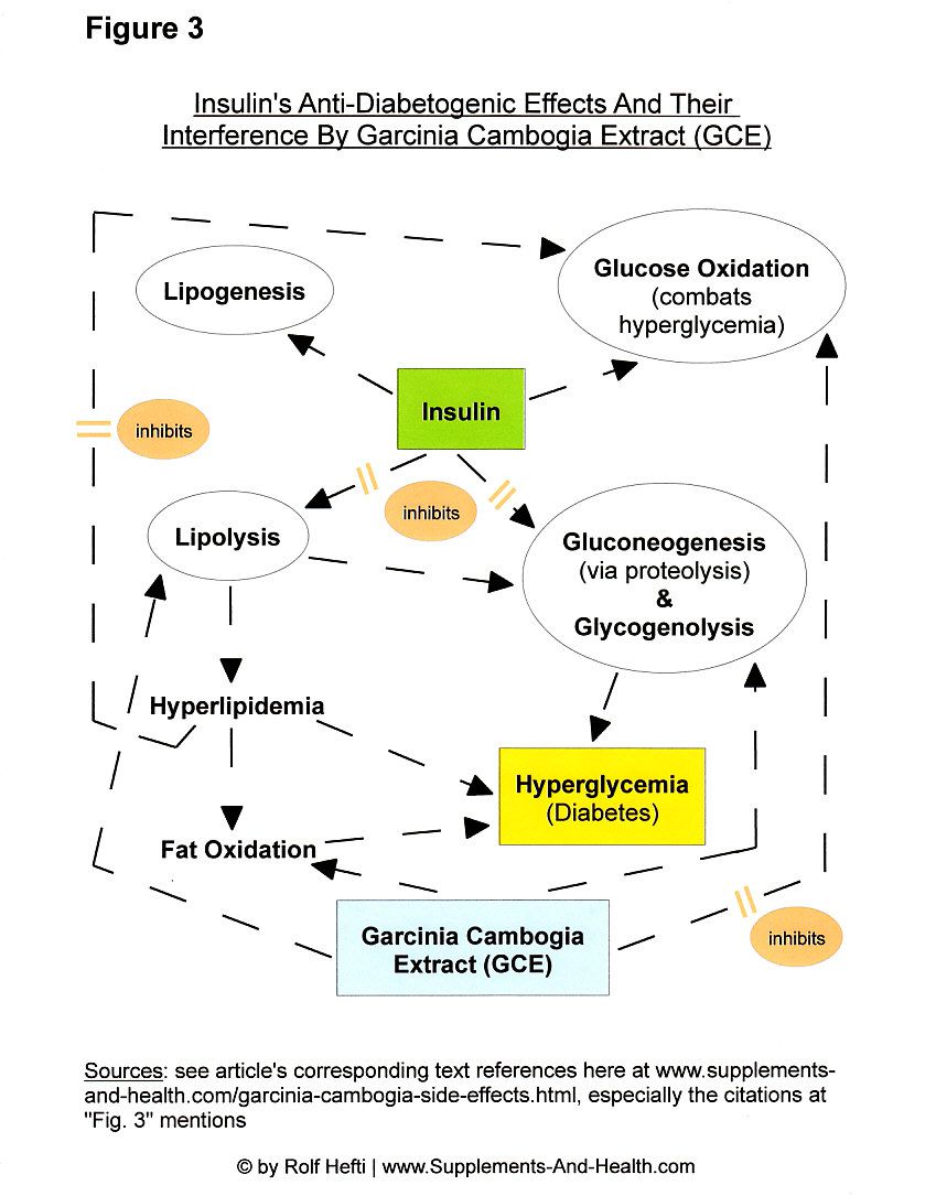 Figure 3: Cambogia Garcinia Extract Opposes Treatment For Diabetes