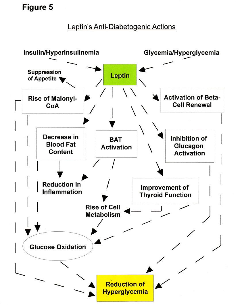 Figure 5a: The Role Of The Leptin Hormone And Its Benefits For Diabetics