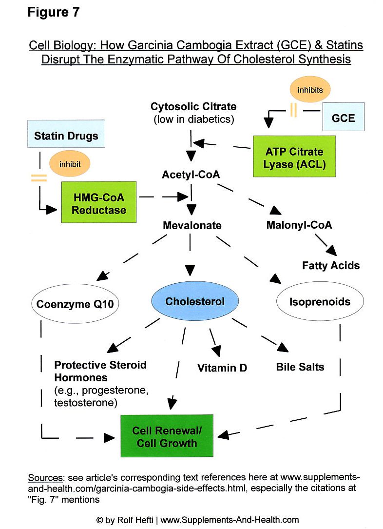 Figure 7: Garcinia Cambogia Side Effects & Statins' Side Effects - Inhibition Of The Enzymatic Pathway Of Cholesterol Production